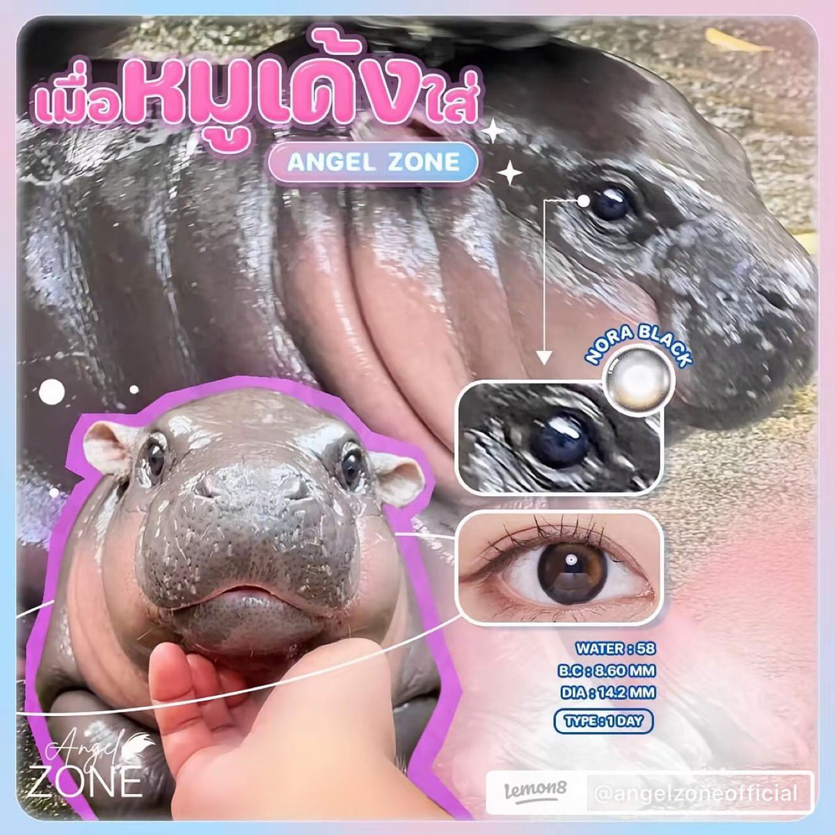 Angelzone_th's tweet photo. เมื่อจับนุ้งหมู้เด้งมาใส่ ANGEL ZONE🪽
ตาที่ว่าแบ๊วแล้ว ยิ่งแบ๊วไปอีก 👀✨
เสริมตาให้ดูกลมโตด้วยคอนแทคเลนส์รุ่น 🖤 NORA BLACK
นางฟ้าคนไหนใส่รับรองว่าน่ารักไม่แพ้น้องหมูเด้งแน่นอน 🥰😍

✅ เนื้อนุ่มบางเบา ใส่แล้วสบายตา
✅ ปลอดภัย ถนอมดวงตา
✅ ชุ่มชื้น นาน 12 ชม.
✅ ค่าอมน้ำสูง 42% https://t.co/mUjcLGnLXE