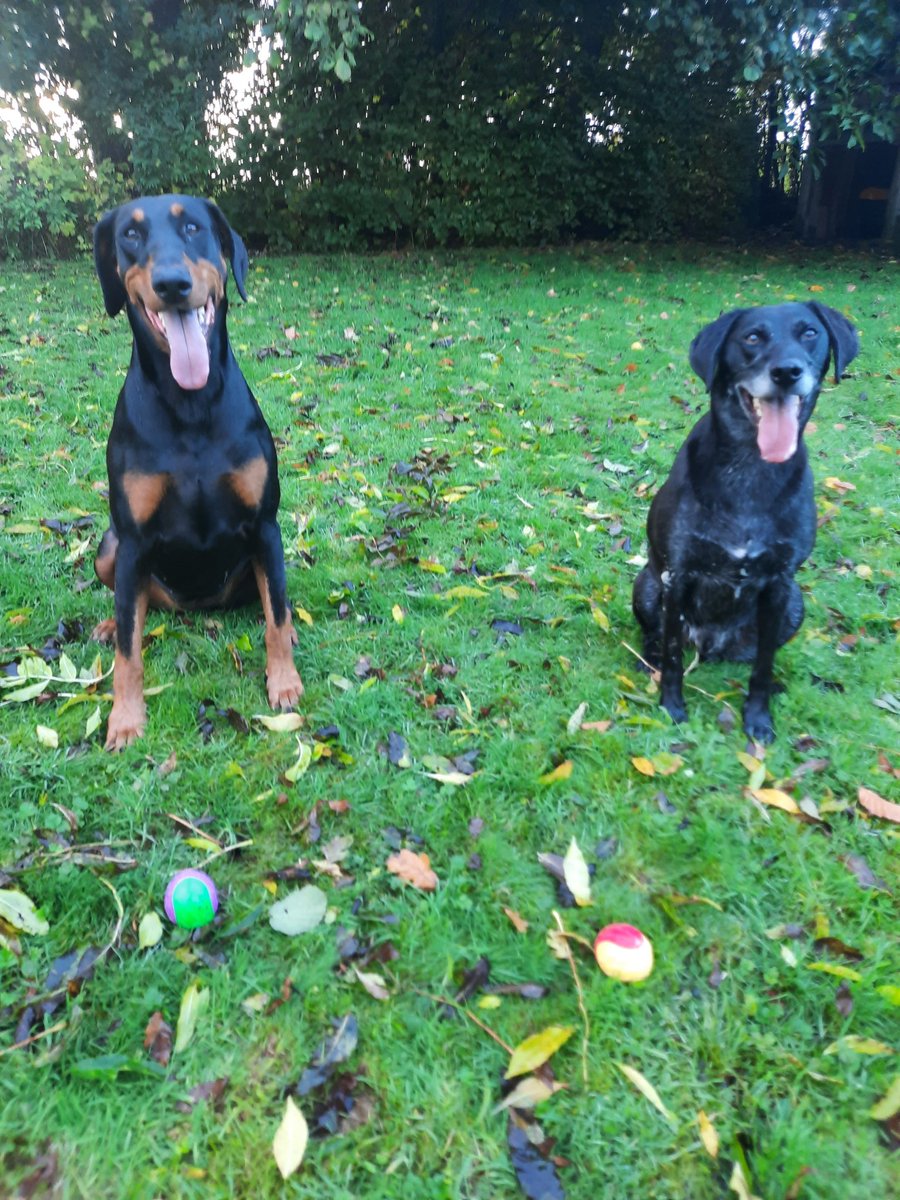 NotBadForHerAge's tweet photo. Dobermann's; such a graceful, elegant breed. Except Damson 🤣 #NotVeryPatient #Damson #Dobermann #Fred #dogsofX https://t.co/LF6KmlVrqT