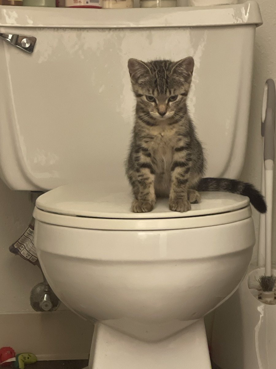 GrayRendering's tweet photo. @feederofcats Relatable. How could I not foster fail her after she finally deemed my presence tolerable? https://t.co/15vPgWAFEl