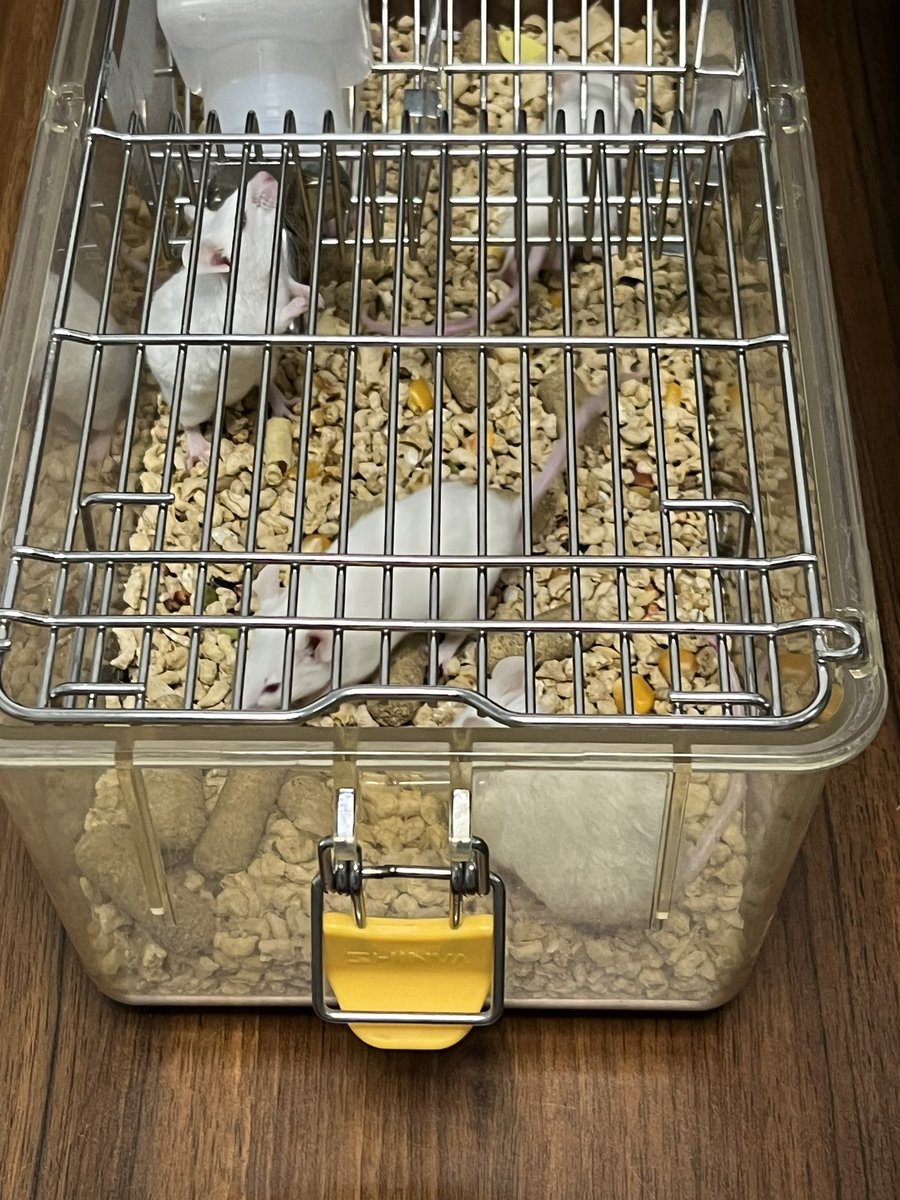 Miaaa3337's tweet image. using RFID ear tag managing lab mouse, accelerating clinical trial process #lab #neuroscience #labmouse