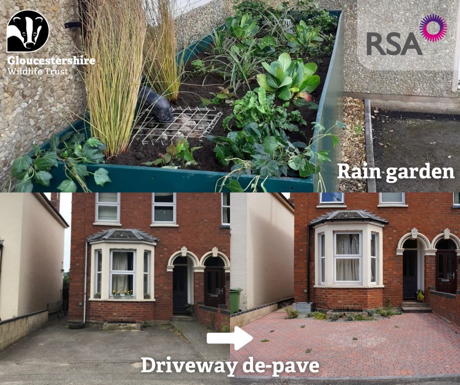 @Gloucestershire Wildlife Trust (@gloswildlife) on Twitter photo This #FloodActionWeek, find out more about our work with <a href="/rsagroup/">RSA Insurance Group</a> to tackle flooding and boost biodiversity in Cheltenham and Gloucester.
Watch this video to learn about driveway de-paves, as part of the Gloucester and Cheltenham Waterscapes project 👇
ow.ly/HcqT50TLQPu This #FloodActionWeek, find out more about our work with <a href="/rsagroup/">RSA Insurance Group</a> to tackle flooding and boost biodiversity in Cheltenham and Gloucester.
Watch this video to learn about driveway de-paves, as part of the Gloucester and Cheltenham Waterscapes project 👇
ow.ly/HcqT50TLQPu