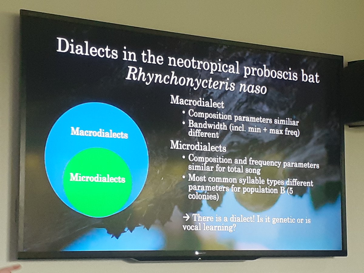 Excited for our second speaker today! 

🌟 Dialects in bats? Franziska Eberhardt (Natural History Museum Berlin) presents her research on macro and micro dialects in neotropical Proboscis bats. 🦇

#gradbehav24