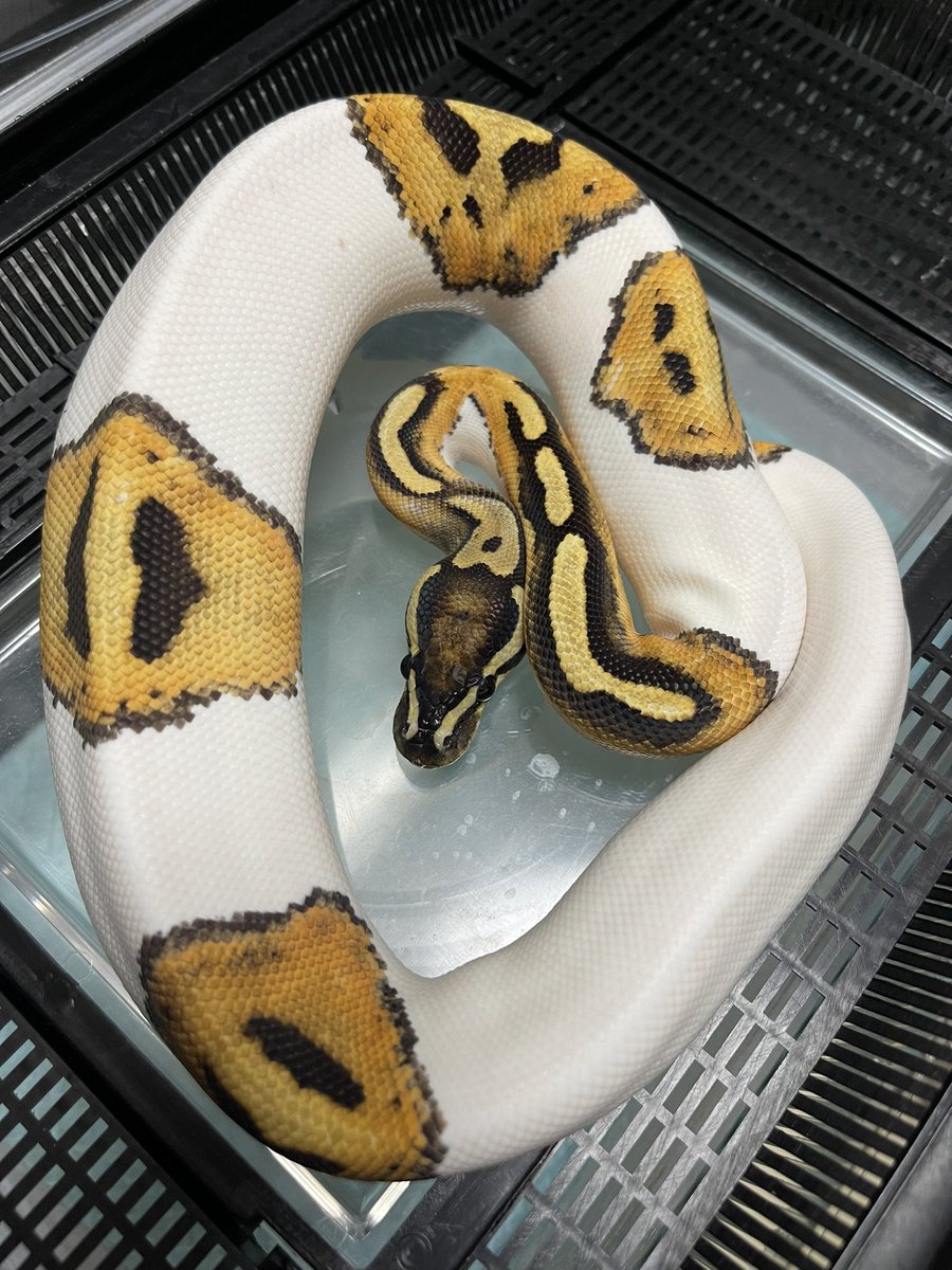 ゆきち tweet media