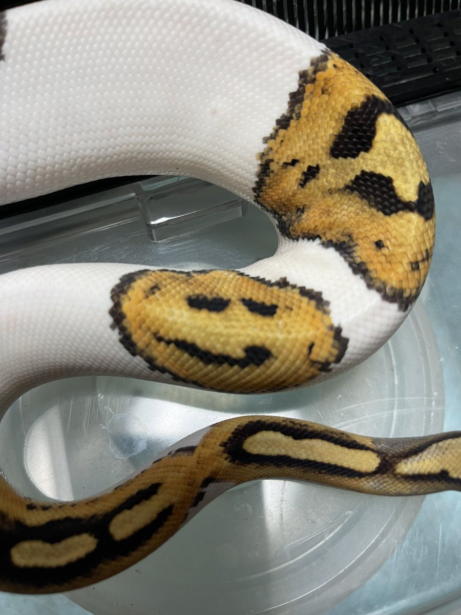 ゆきち tweet media