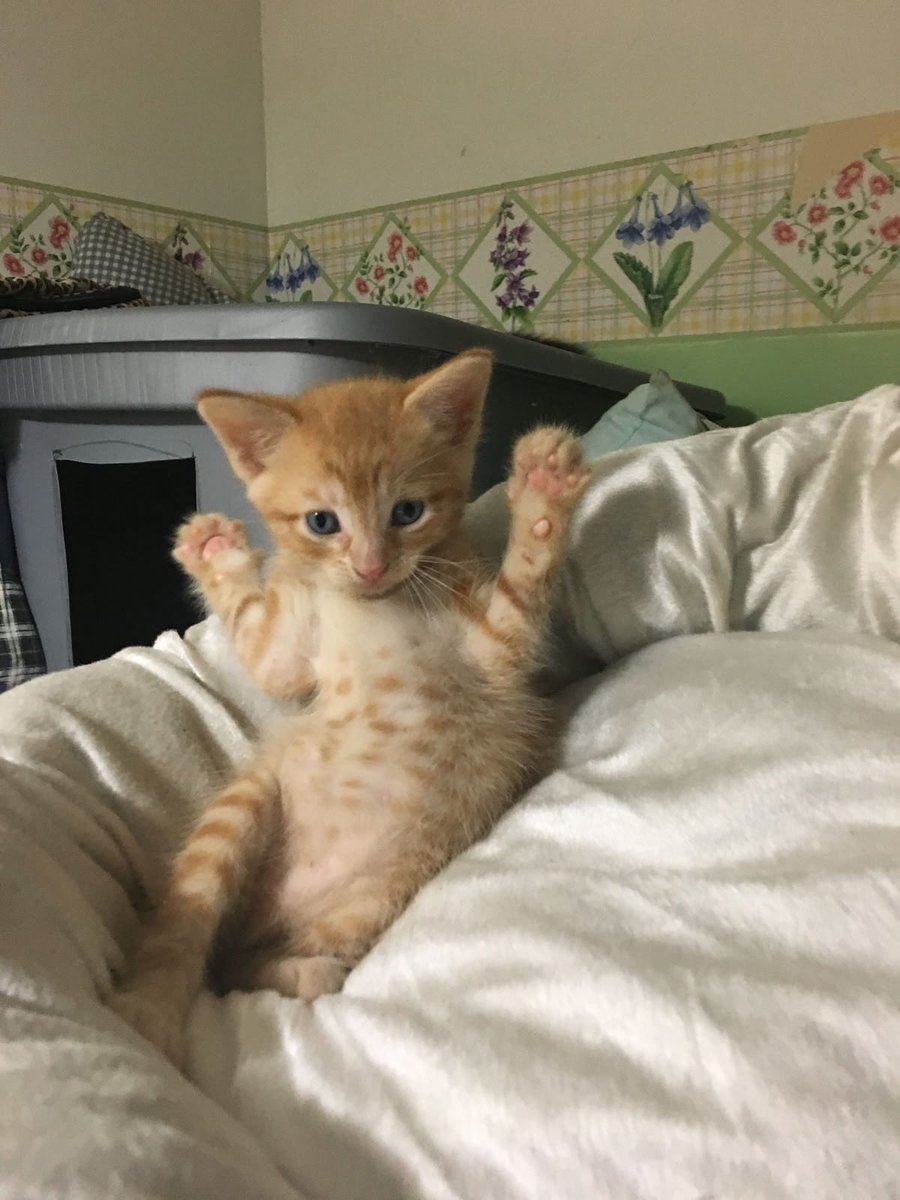 Punch Cat (@punchingcat) on Twitter photo 