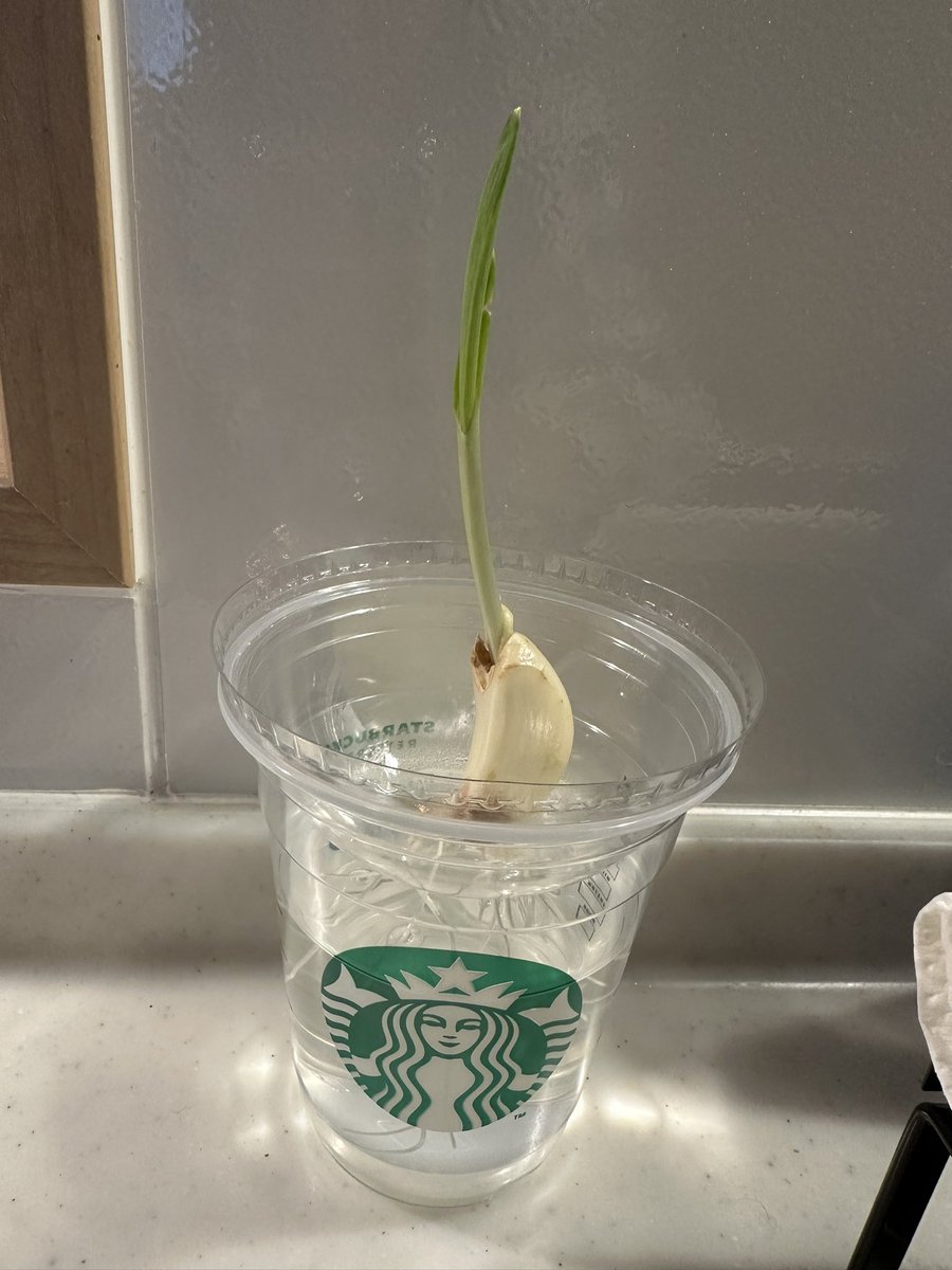 5日目のスプラウトにんにく🧄
さらに伸びてるw
#にんにく #スプラウトニンニク #水耕栽培