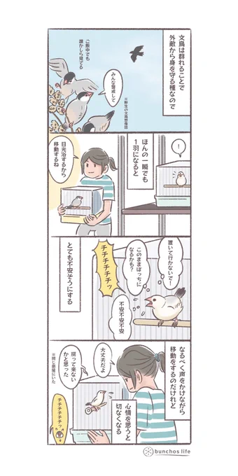 少しでも1羽にされそうになると心配になってしまう文鳥
(↓ツリーにオマケあり)
#文鳥 
#4コマ漫画 