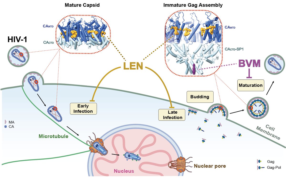 Xiongosome's tweet image. Our in situ virus studies elucidate a new target site for the potent HIV drug lenacapavir, alongside concurrent targeting by the maturation inhibitor bevirimat!
biorxiv.org/content/10.110…
