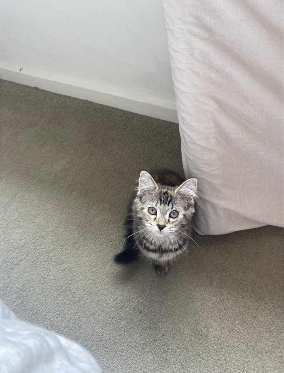 Layne Ngatai-Stokes | Technical Artists tweet media