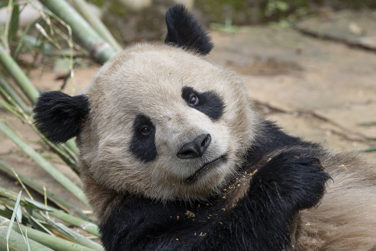 TravelGumbo's tweet image. #SanDiegoZoo has #PandaCam #Live #AroundTheClock #ttot 

TravelGumbo NEWS
By Travelers, For Travelers

travelgumbo.com/blog/san-diego…