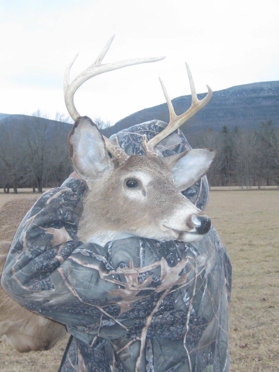 The Deer tweet media