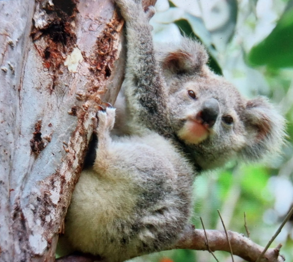 talkingkoala's tweet photo. 🙏🐨💖🤗 Mimi and Mumu this morning 💞 #BallinasKoalas https://t.co/z7Up4Q2b60