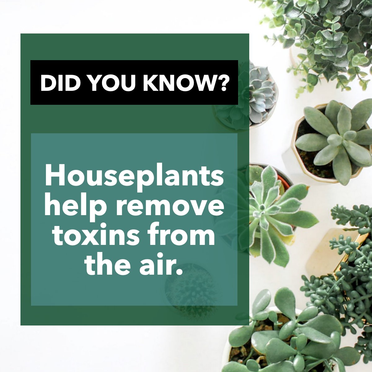 Houseplants are Mother Nature's very own air purifiers 🌼🍂☘️

Indoor plants can boost your mood 😀, add vibrant colors to your space and help remove harmful toxins from the air.

Tag a plant lover below!

#succulents #plant #plants #plantfacts #indoorplants