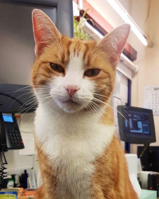 Good morning welcome to Tippetty tap tap Thursday 

Give the things you can do to make life better more attention than you give your problems.

#cats #cats #Cat #CatsOnTwitter #CatsOfTwitter