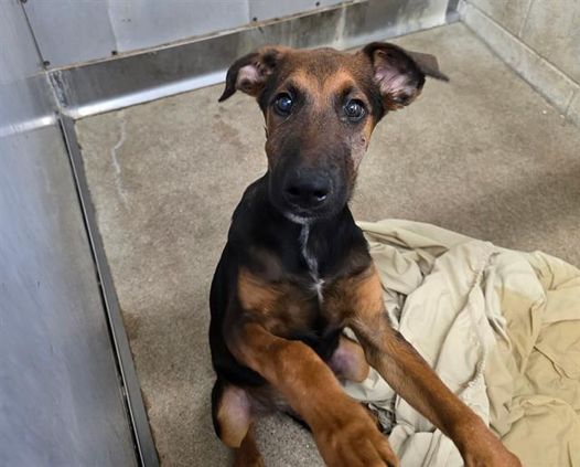 TomJumboGrumbo's tweet photo. Handsome puppy Milo #A571062 is still alive! He's located in San Bernardino CA and is scheduled TBK anytime. He's just 5 months old, has lost 4 pounds since he's been there and was attacked by his kennel mate for food! Please help us find him a family. Repost/share and pledge if you're able, email keitholbermanndogs@gmail.com if you can help him. Thank you.
https://t.co/aNLwDitbFd