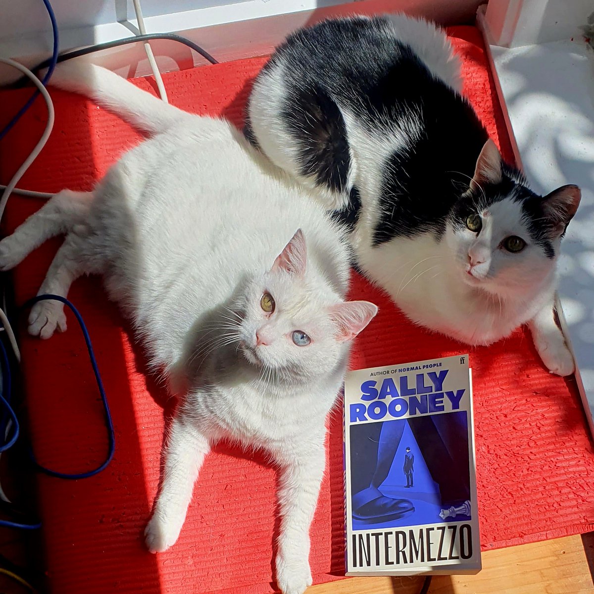 Intermezzo is a character driven story about grief, love and family. It’s Sally Rooney at her very best and I loved reading it.
wp.me/p5k577-1oN
#booktwt #amreading