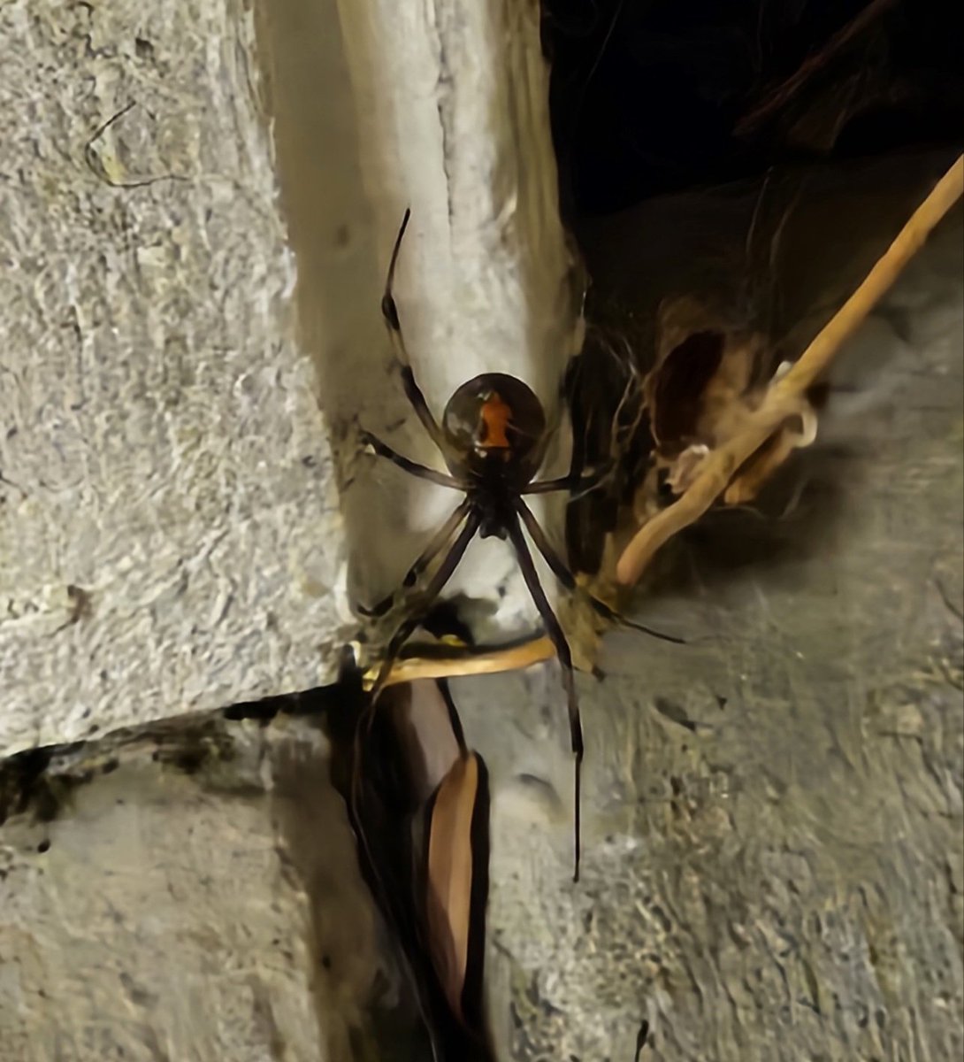 Cora 💙 tweet media