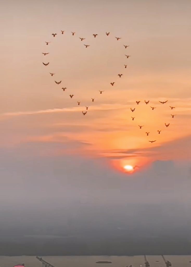 ___Kamer's tweet photo. Bir yerden bir yere uçuyorsa kuşlar..
Mevsimler değişmiştir..
 İnsanlar da...
✨️🧡���🤍✨️ https://t.co/ZS4U7hn1jz