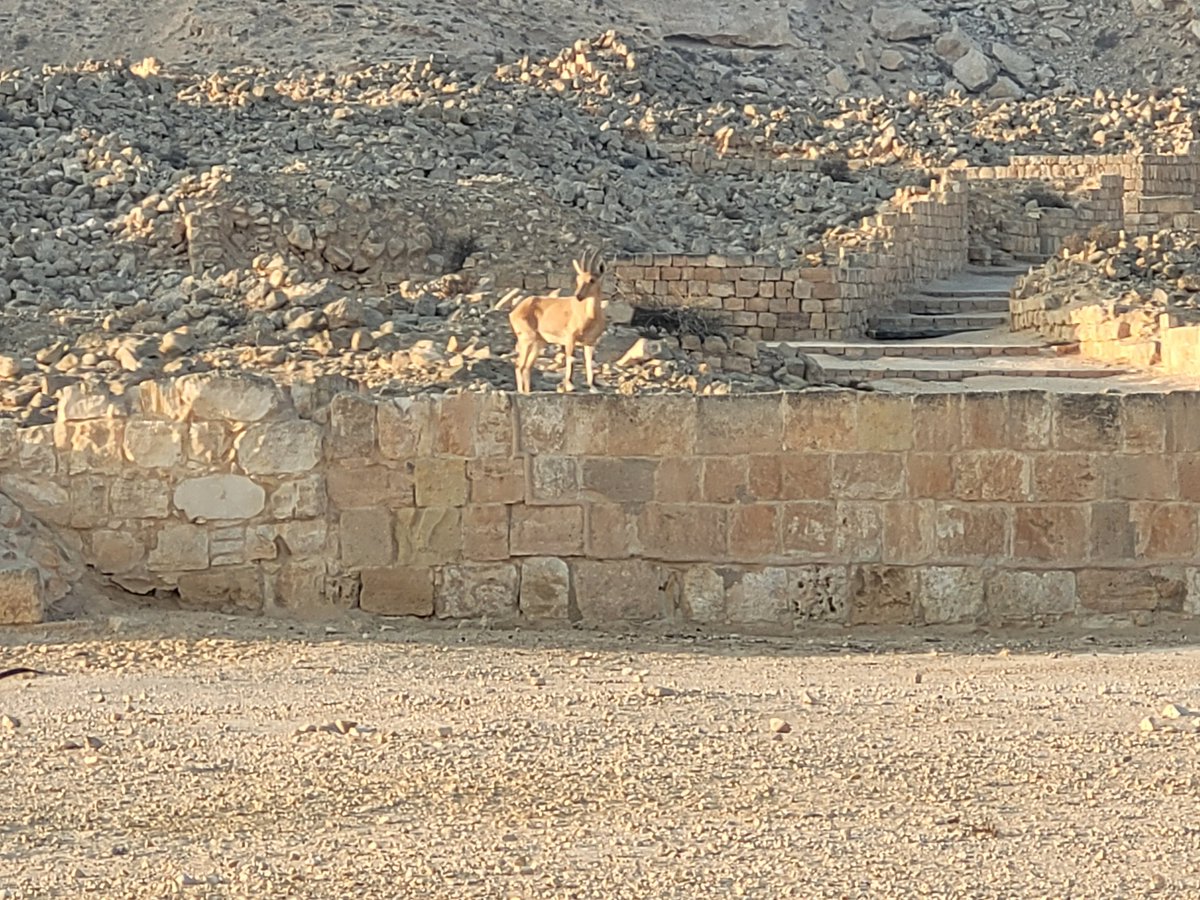 Meir Orbach tweet media