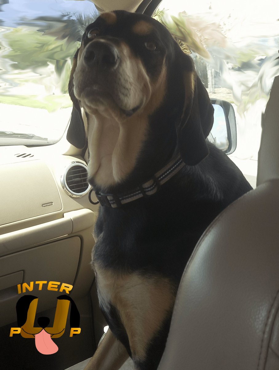 InterPup's tweet photo. I'm driving, but he's navigating. | James Bean

#InterPup #JamesBean #Puppy #Pup #Dog #PuppyPictures #Beagle #Coonhound #BlackandTan #BlackandTanCoonhound #doggy #pet #mydog #doglover #pupper #bark #spoiled #dogstagram #dogsofinstagram #puppiesofinstagram #doglife #dogs https://t.co/LfNDqFUS1n