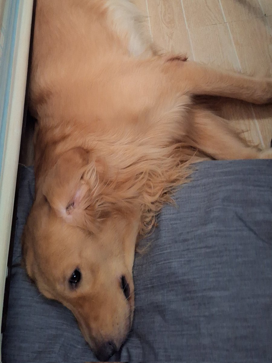 MateoCorpz's tweet photo. He only sleep https://t.co/3jQQhdUKu7