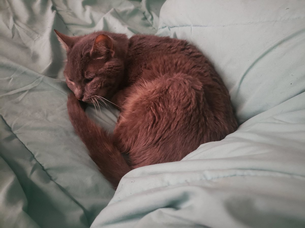 semi_systematic's tweet photo. @EmberTailVT Only if you also accept opossum and kitty pics https://t.co/Rn9J4wwcS8