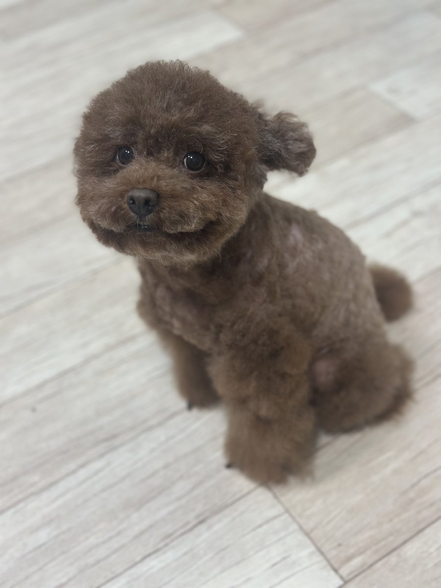 duaruddkvv94's tweet photo. 꼼이 셀프미용을 또 했고
(심지어 바리깡 없어서 등털도 가위로
숭덩숭덩 자름,,가위 다이소 미용가위임..
다리하다 지쳐서 대충 길이정리만 하고
마무리함)
그리고 네일팁 자꾸자꾸 만들기,,
아 저,,퇴사 예정이랍니다..후훙,,☺️
올해까지 할거같아유,,
네일팁 판매할고야,,재택근무 하겠서,, https://t.co/WJiHHMpIxa