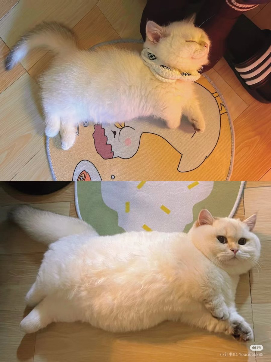 nocontextscats's tweet photo. He grew https://t.co/haPmIWLCu0