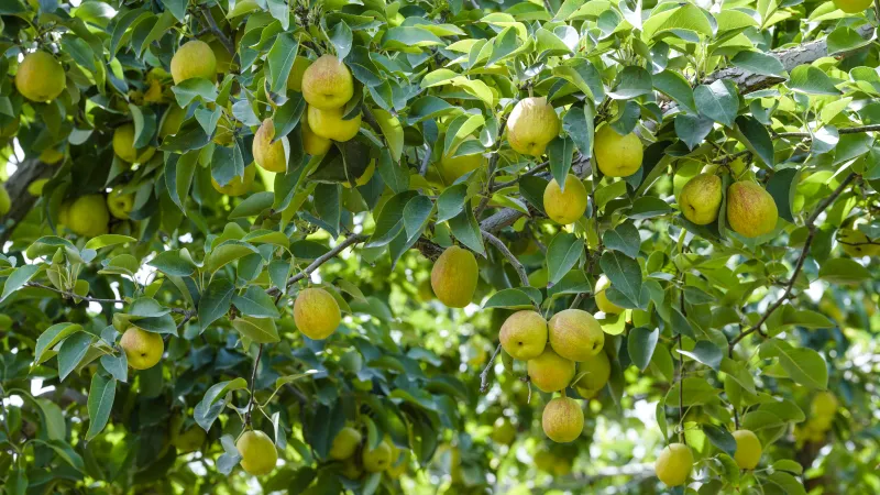 ChinaKaleido's tweet photo. What Western MSM won't tell you is that #Xinjiang is a beautiful place with abundant natural resources. 
Here you can find fruits like Hami melons and Korla fragrant pears. And with the help of technology, the once saline-alkali land has also been transformed into seafood farms. https://t.co/aslOxG1qmn