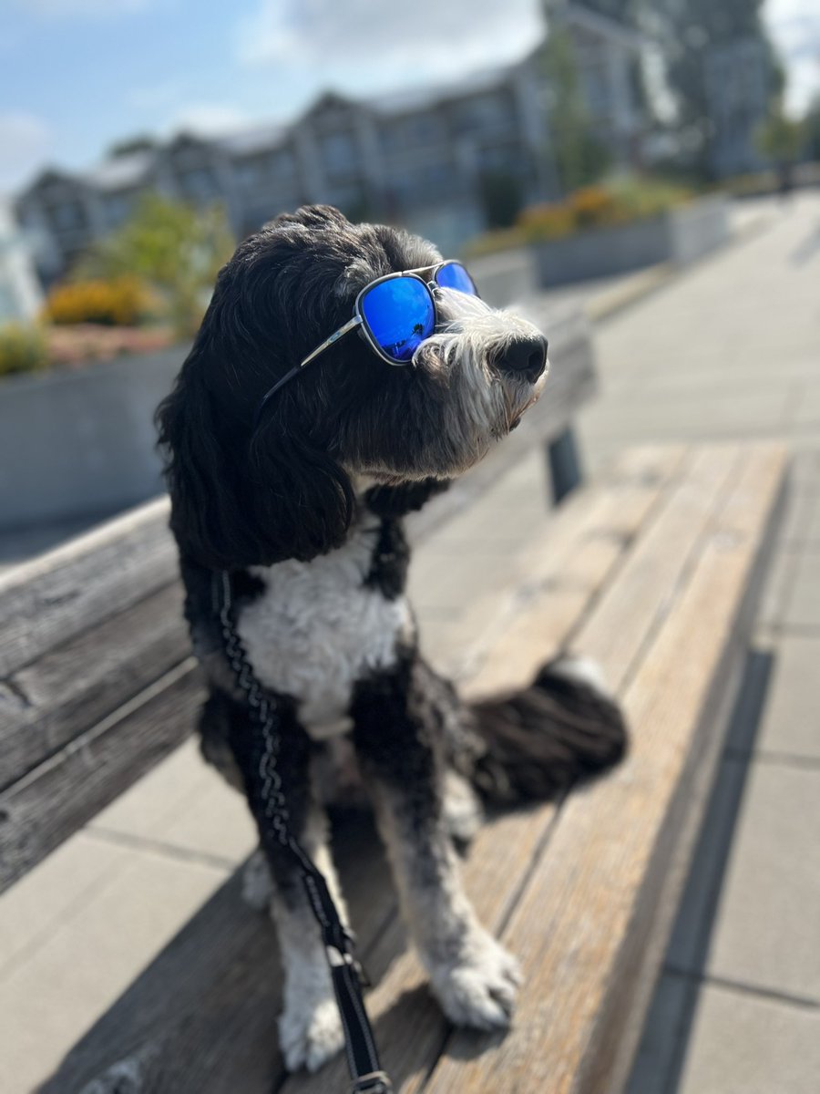DexterMikek's tweet photo. When you’re cool and you know it. #steveston #richmond #dogsarefamily https://t.co/PXzdvDTbst
