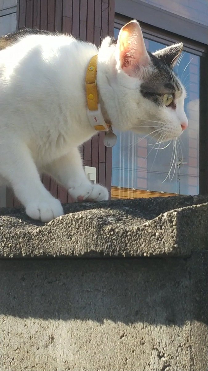 petal65482830's tweet photo. また迷子猫見つけました😵近寄ってきたのですが、唸って住宅街へ逃げてしまいました。猫を探している方いませんか？

●釧路市美原5丁目にれの木公園付近
●キジシロ
●黄色い首輪あり
●首輪に迷子札？と鈴あり。文字までは分からなかった(見えなかった)です。
#釧路 #迷子猫 https://t.co/FQR9svU733