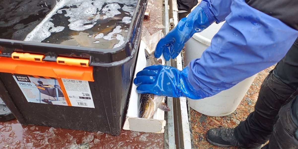 Eilen järvitaimenia istuttamassa. Osakas- ja kalastuskunnat ovat kasvattaneet niitä kesän yli, nyt ne siirrettiin kasvatuskasseista Irni-, Kero- ja Polojärviin. #PVOVesivoima <a href="/Voimalohi/">Voimalohi</a> #vaelluskalat