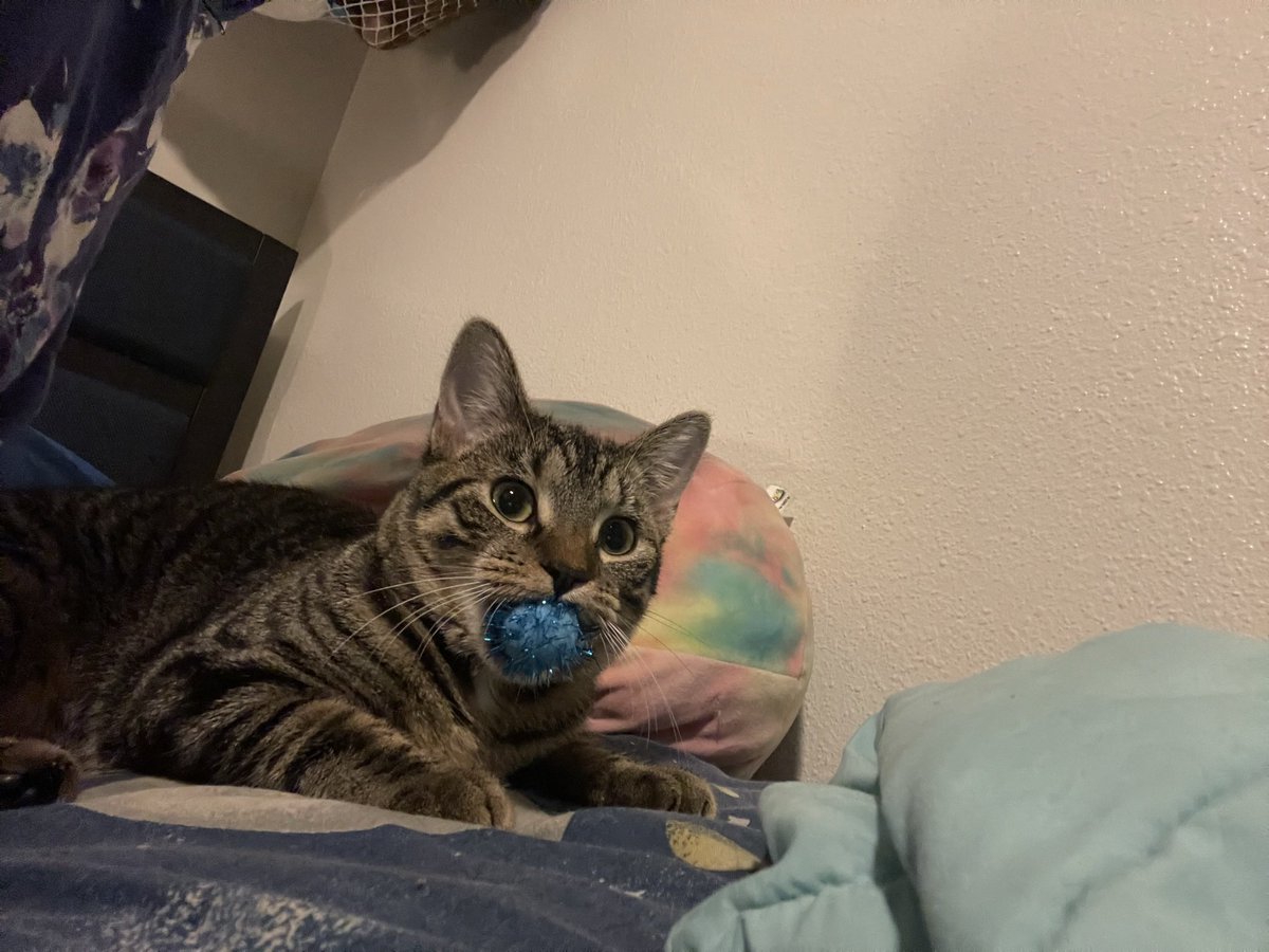 GrayRendering's tweet photo. @feederofcats Obligatory grown up picture https://t.co/Epfo3i9W5U