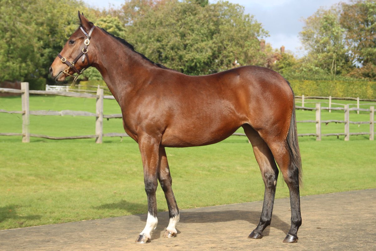 Sarah Fanning (@sarahkilby1) on Twitter photo Selling <a href="/Tattersalls1766/">Tattersalls</a> today we have Lot 1400, a strong racy daughter of <a href="/WhitsburyManor/">Whitsbury Manor Stud</a> Havana Grey Selling <a href="/Tattersalls1766/">Tattersalls</a> today we have Lot 1400, a strong racy daughter of <a href="/WhitsburyManor/">Whitsbury Manor Stud</a> Havana Grey