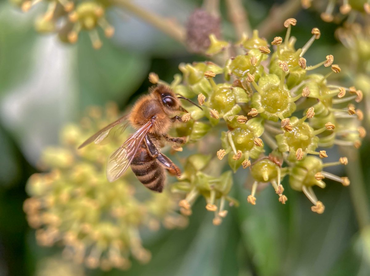 pollenpaar's tweet photo. #Efeu blüht erst wenn er „erwachsen“ ist. Das erkennt man an der Blattform, die rhombisch oder einförmig ist und nicht handförmig gelappt. Die #Bienen freuen sich über den kugeligen, doldigen Blühstand.
#PollenserviceWien @MedUni_Wien unterwegs https://t.co/dqchkCDcw0