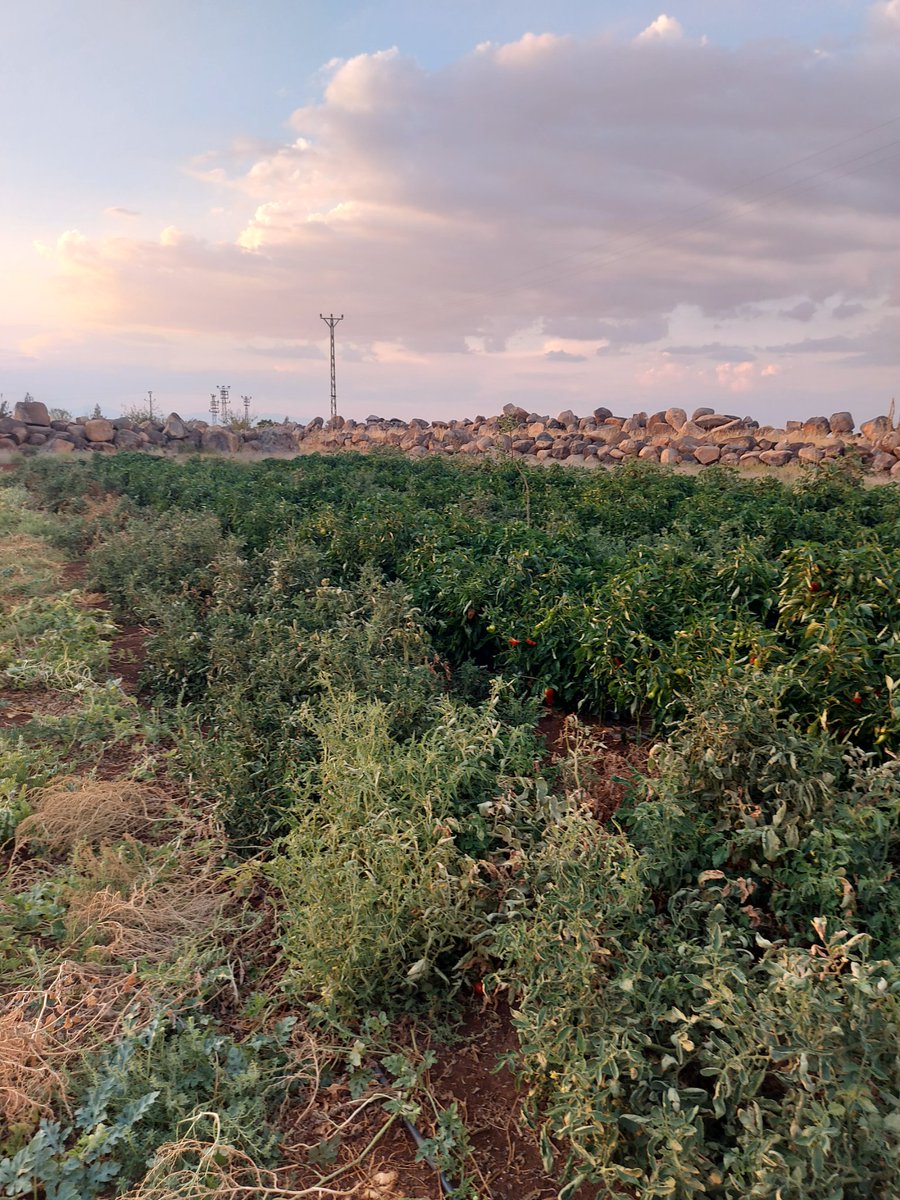 Bisarbeyi's tweet image. Parasını faize yatıranlar değil,tohumu toprağa gömenler kazanacak...#Ekim #tohum
 @TCTarim