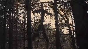 HammerAndGrease's tweet photo. Day 16: The Blair Witch Project 

It was popular to hate this movie for a while but I've always loved it. The performances are hauntingly authentic and it has some genuinely chilling scenes, ESPECIALLY that ending. It wasn't the first found footage film but it is the most iconic. https://t.co/E1BSmkBA0u