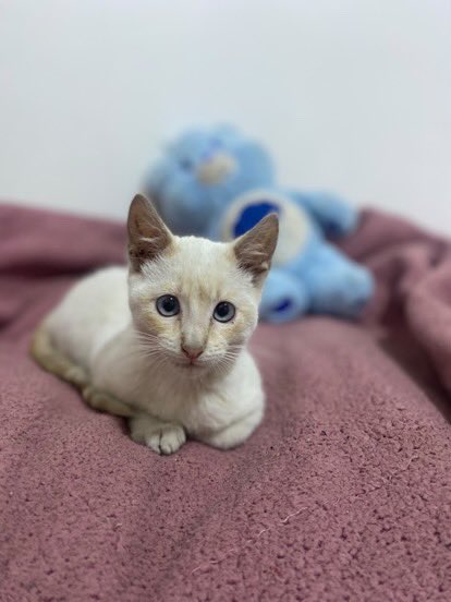 ticnt_'s tweet photo. Sus dueños la dejaron ayer en la puerta de una casa. No la pueden tener por falta de recursos así que la soltarán a la calle si no consigue hogar hoy Jueves.

Tiene 5 meses, muy cariñosa y mansa.

923832736

Lima https://t.co/jG38ddEnsv