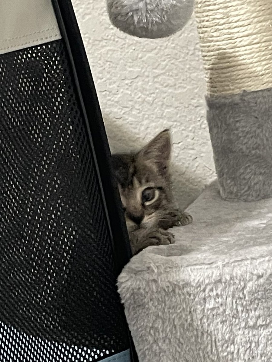 me: saved Monster Biscuit from a rough life on the streets, provides him with yummy food, soft blankets, toys, medical care, love, etc.

Monster Biscuit: