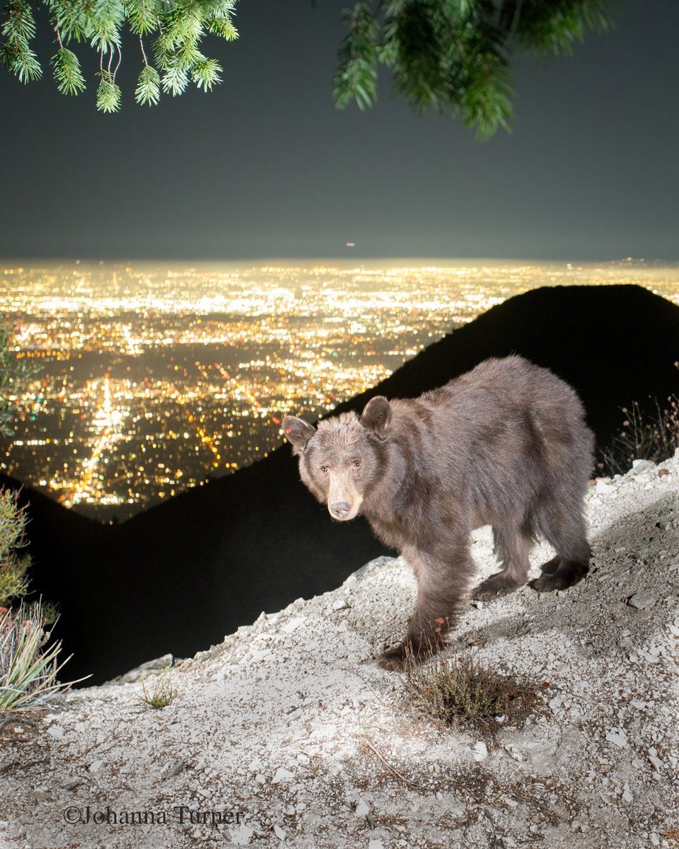 🌴 Vagrant 🌴 (@vagranttravels) on Twitter photo 