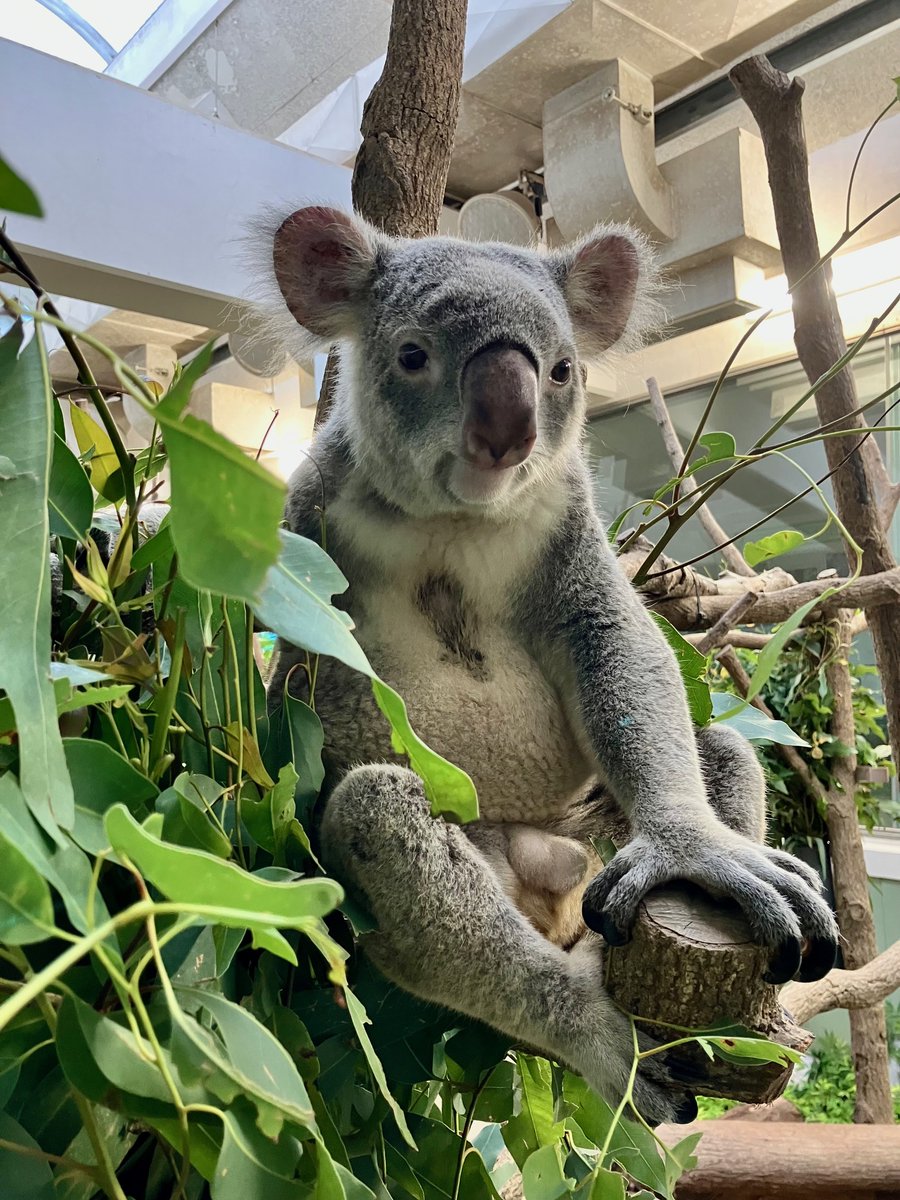 コアラ 平川動物公園」のんびり癒し系！コアラの写真を撮影してきました2025年