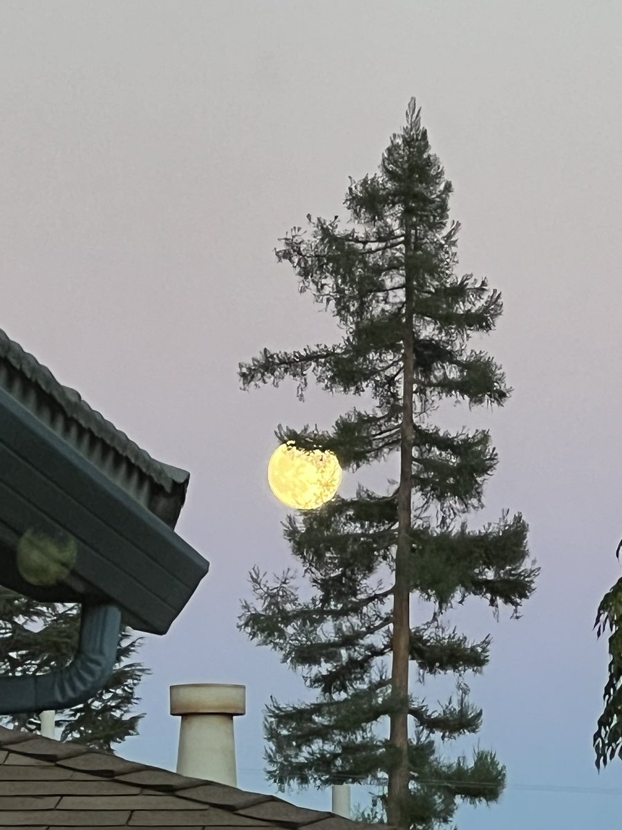 Chen-Rui Chou tweet media