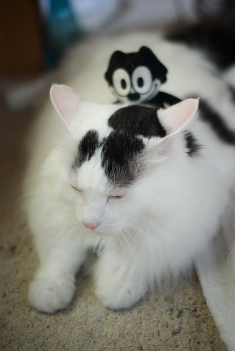 mofumofugomam's tweet photo. いつも睨みつけてたら復讐された！

#猫のいる生活 #猫のいる暮らし 
#猫のいる幸せ #保護猫 
#PENTAX #K10D #DA50 https://t.co/Ke40oAa7gQ