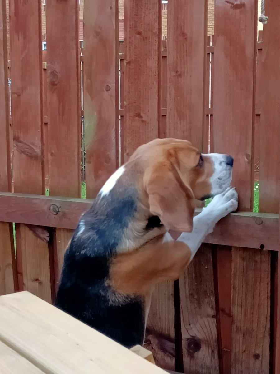 Cybercat68's tweet photo. @percythebeagle Good morning Percy, I hope you enjoyed your walk. I've been doing a bit of neighbourhood watch so keeping a check of what's going on in the hood 🐕🐾 https://t.co/xwVkVapBWp