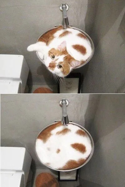 🐾 Did you know that cats are liquid? 🐱✨

That's right , just like liquidity in the #Crypto 💧💰
Now imagine... your Memecat Miners they dig up $BTC and $USDT  🐾💎💸