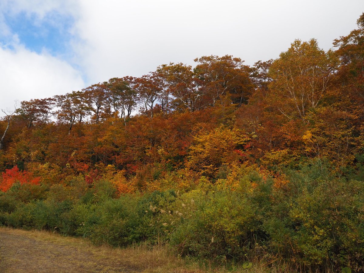NH16401759's tweet photo. 西吾妻スカイバレー、今が紅葉🍁の見頃
���気も良く最高のツーリング日和
このまま降りて福島までドライブ❗️ https://t.co/V8fy1TFsnJ