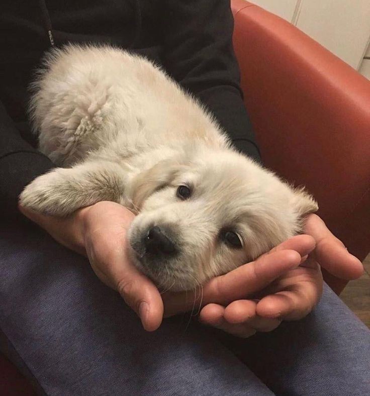 Animal Lover (@animal_fanlover) on Twitter photo 