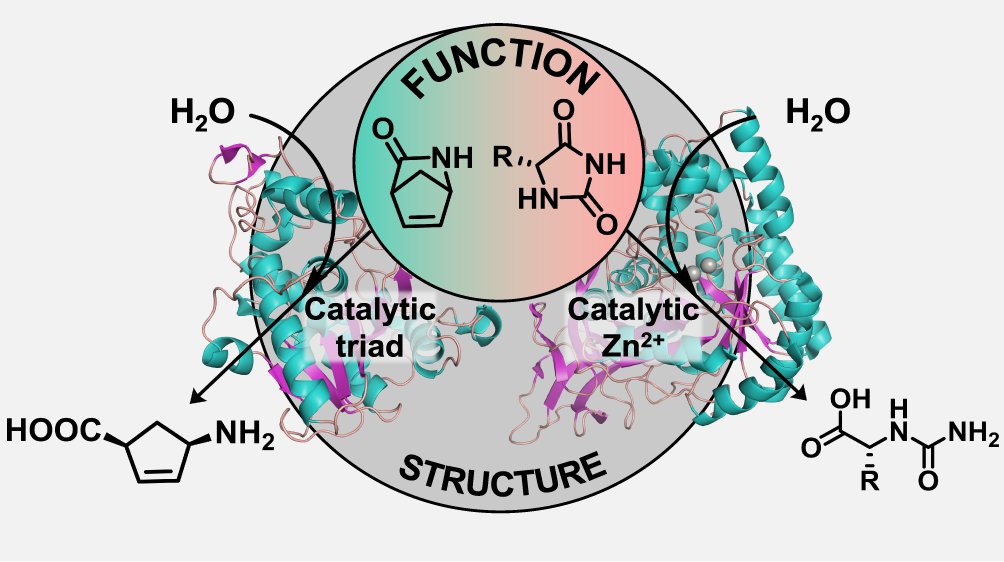 Rebecca Buller (@rebeccambuller) on Twitter photo Interested to apply lactam and cyclic imide hydrolyzing enzymes🌱? In our <a href="/ACSCatalysis/">ACS Catalysis</a> review, we explore the hydrolytic biocatalysts and provide a broad protein database to accelerate enzyme discovery. 🧬🔍
👉pubs.acs.org/doi/10.1021/ac…
👉github.com/ccbiozhaw/Cycl…
<a href="/NCCR_Catalysis/">NCCR Catalysis</a> Interested to apply lactam and cyclic imide hydrolyzing enzymes🌱? In our <a href="/ACSCatalysis/">ACS Catalysis</a> review, we explore the hydrolytic biocatalysts and provide a broad protein database to accelerate enzyme discovery. 🧬🔍
👉pubs.acs.org/doi/10.1021/ac…
👉github.com/ccbiozhaw/Cycl…
<a href="/NCCR_Catalysis/">NCCR Catalysis</a>