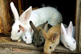 InganjiGreen's tweet photo. Through our #OutGrowBusinessModel, 
we created a strong partnership with young livestock farmers.
They get good rabbit breeds from our farm with technical assistance, grow it and we #BuyFromThem.
we aim to improve rural community wealth and health through investing in #rabbitfarm https://t.co/vIGrzqNbw5