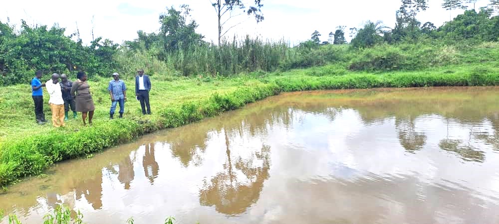 MSCuganda's tweet photo. Creating wealth and Jobs: Mr. Kakoma has twice secured loans amounting to UGX 6,000,000 from the   South Constituency Veterans SACCO through the Walibu Veterans Association under The Presidential Initiative on Wealth and Job Creation (Emyooga). He strategically allocated the funds to rejuvenate his fishponds and stock them with 2,440 fingerlings, each valued at UGX 500. In his current harvest, Mr. Kakoma has yielded 250 kilograms of catfish. With a market rate of at least UGX 15,000 per kilogram, he projects a minimum revenue of UGX 3,500,000 from this yield.
Beyond creating self-employment, Mr. Kakoma has generated permanent jobs for three youths, entrusted with responsibilities such as pond maintenance, security, and feeding. Additionally, he engages up to 15 more youths temporarily during harvest periods.
@HonKyeyune @MatiaK5 @JustineLumumba @mofpedU @KagutaMuseveni @GCICUganda @UgandaMediaCent